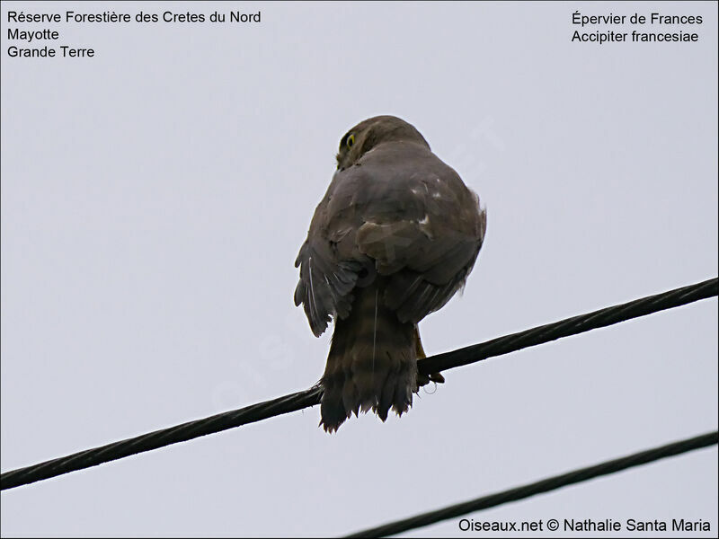 Frances's Sparrowhawk female adult, aspect, Behaviour