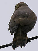 Frances's Sparrowhawk