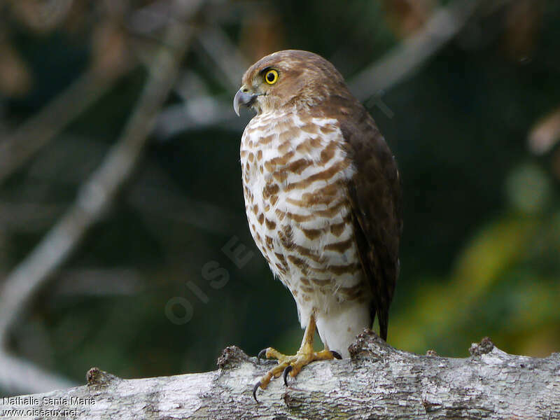 Frances's Sparrowhawk female adult, identification