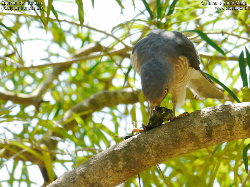 Frances's Sparrowhawk male adult, identification, habitat, feeding habits, eats