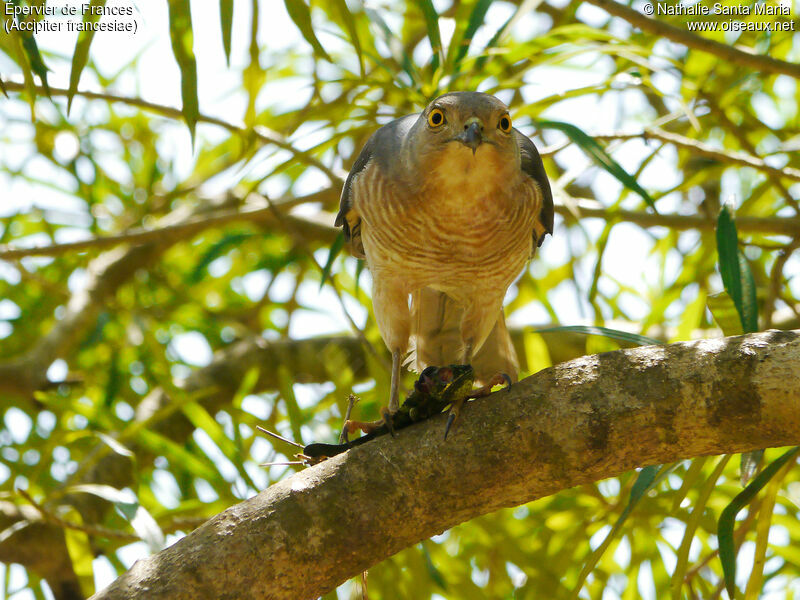 Frances's Sparrowhawk male adult, habitat, feeding habits, eats, Behaviour