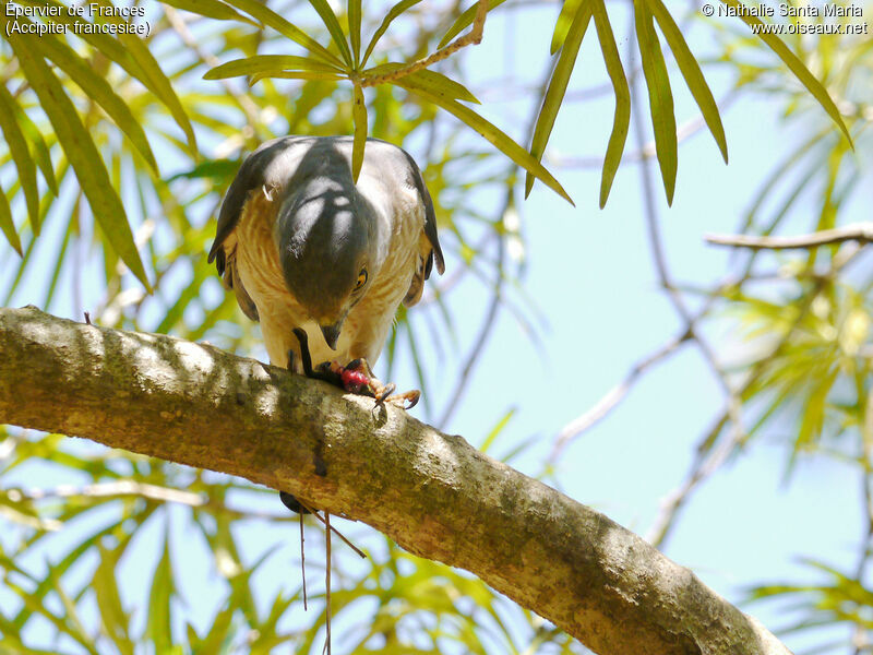 Frances's Sparrowhawk male adult, identification, habitat, feeding habits, eats, Behaviour