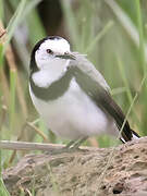 White-fronted Chat