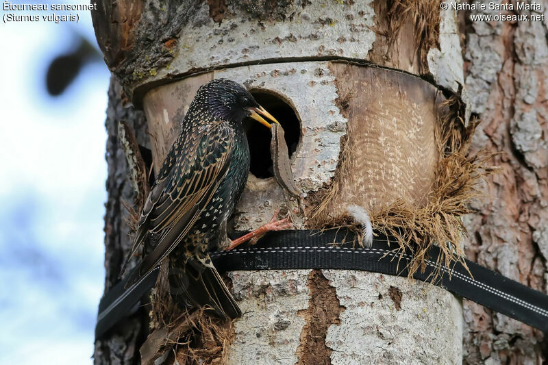 Common Starlingadult breeding, identification, feeding habits, Reproduction-nesting
