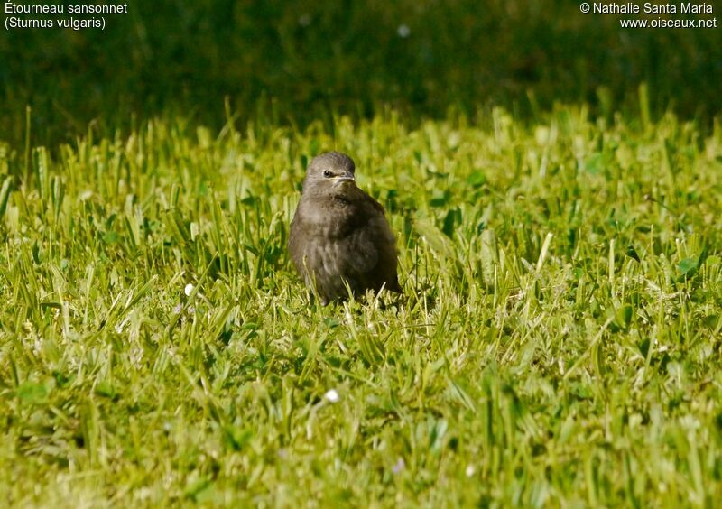 Common Starlingjuvenile, identification, habitat, Behaviour