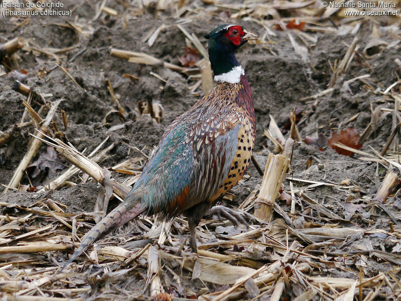 Common Pheasant male adult, identification, habitat, Behaviour