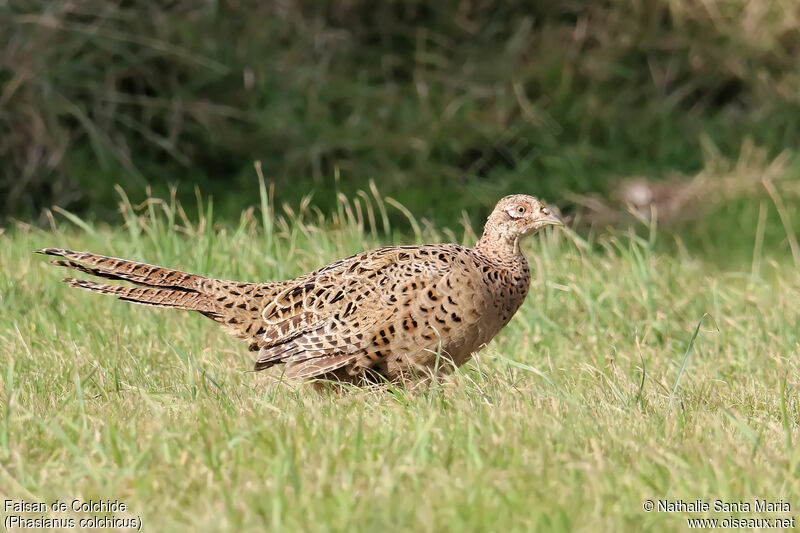 Common Pheasant female, identification, walking