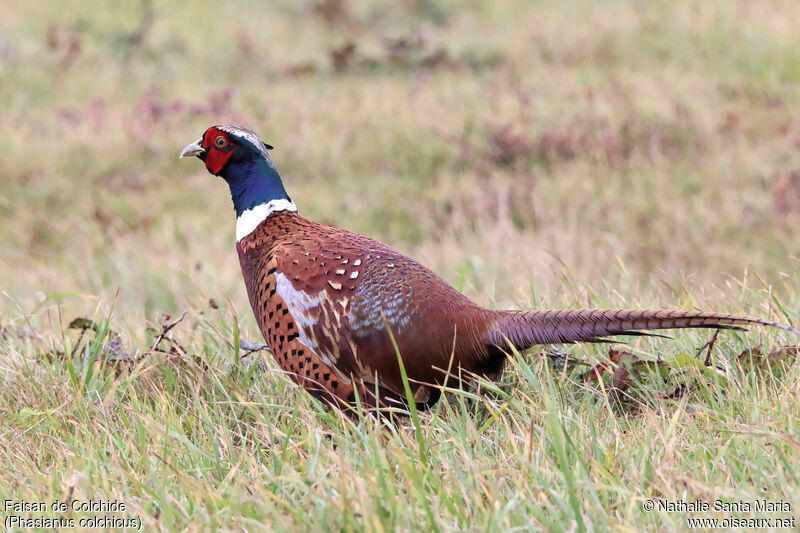 Common Pheasant male adult, identification, walking
