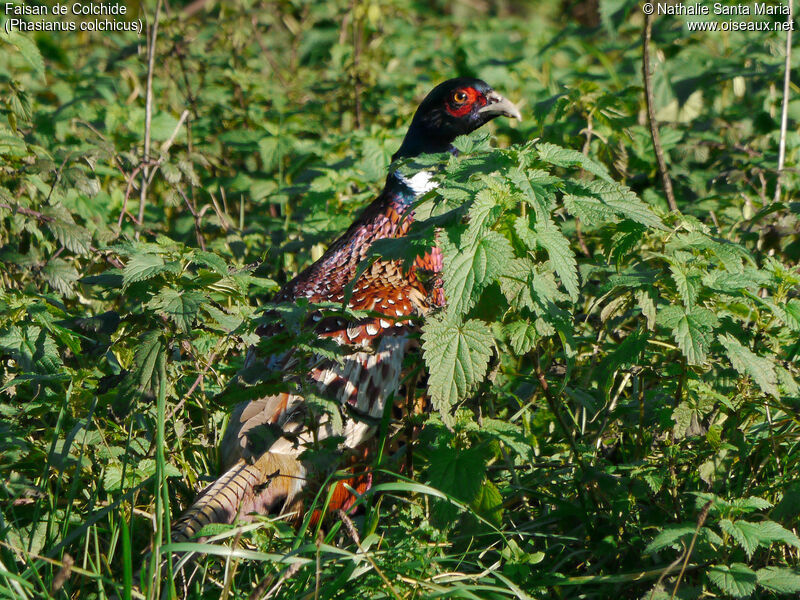Common Pheasant male adult, identification, habitat, Behaviour