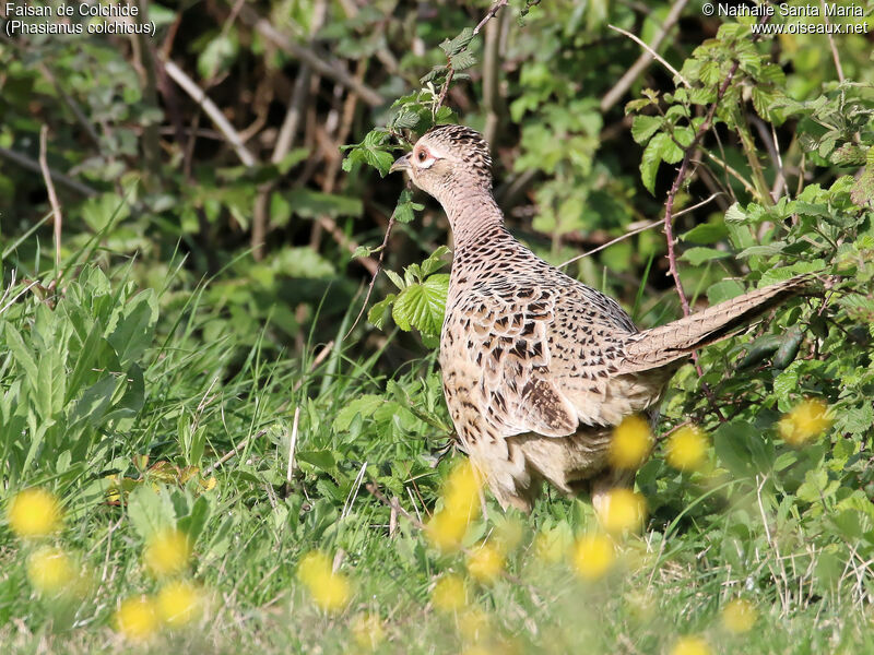 Common Pheasant female adult, identification, habitat, walking
