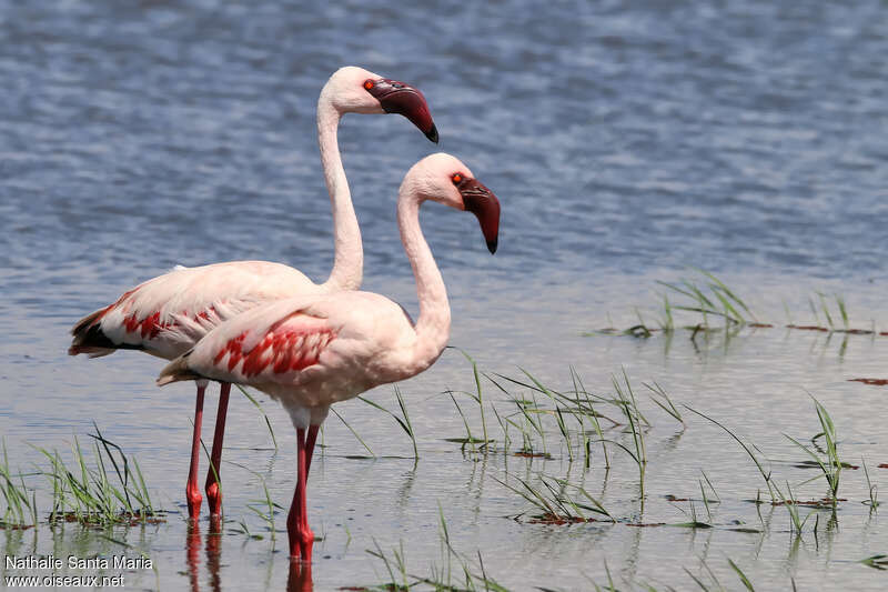 Lesser Flamingoadult breeding
