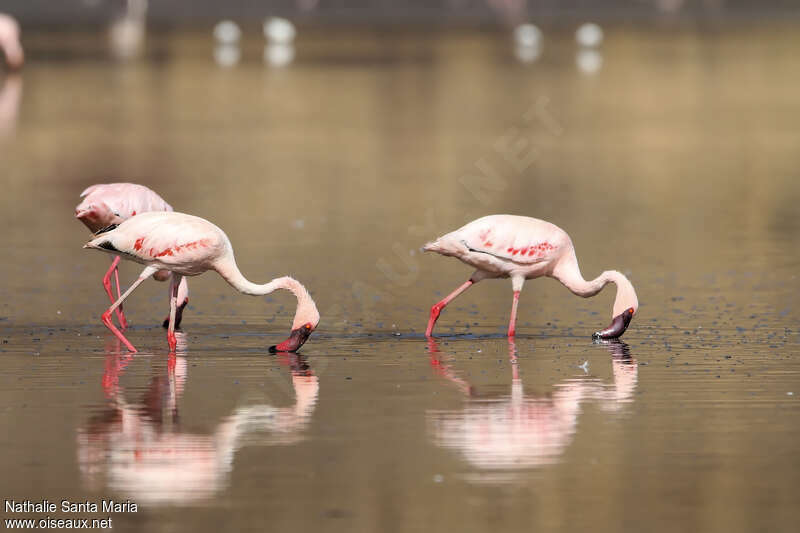 Lesser Flamingoadult, walking, eats