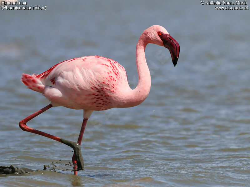 Lesser Flamingoadult, identification, walking, Behaviour
