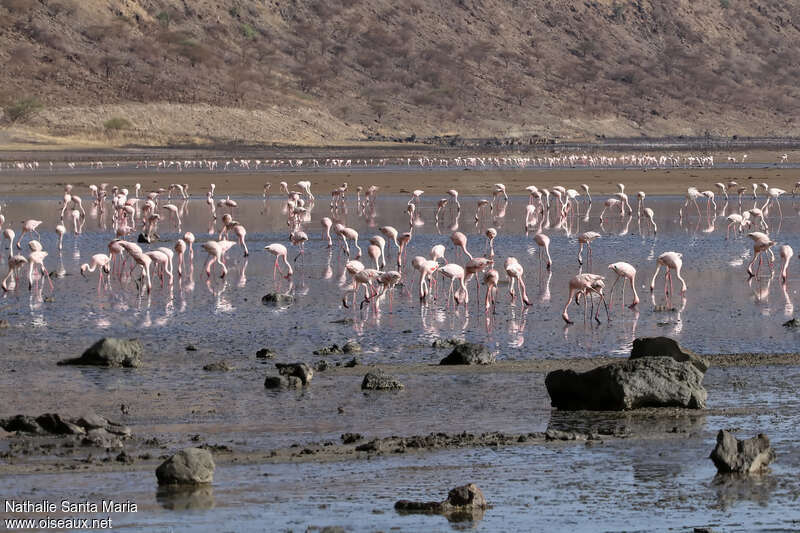 Lesser Flamingo, habitat, eats