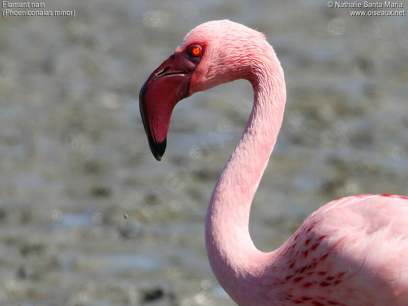 Lesser Flamingoadult breeding, identification, close-up portrait, walking, Behaviour