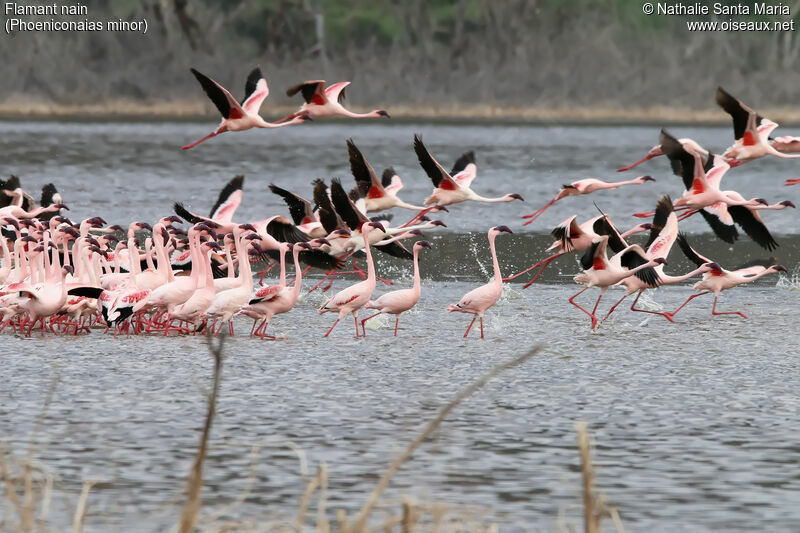 Lesser Flamingo, Flight, walking