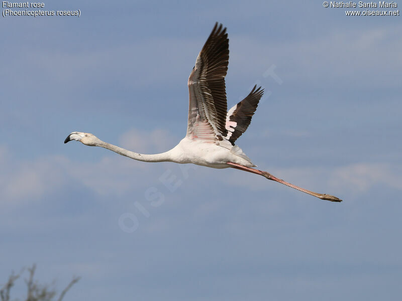 Greater Flamingoimmature, Flight