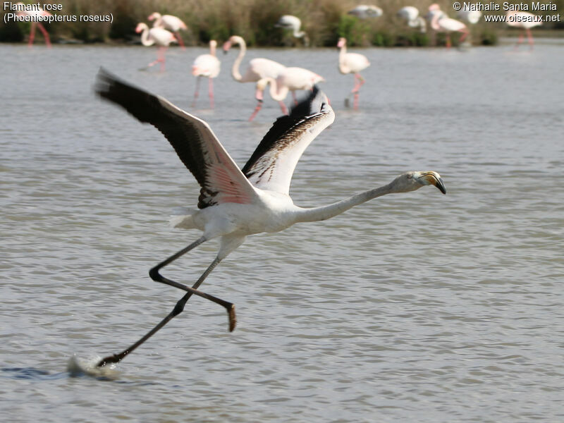 Greater Flamingoimmature, identification, habitat, Flight, Behaviour