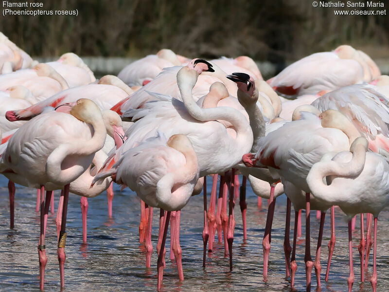 Greater Flamingo, habitat, Behaviour