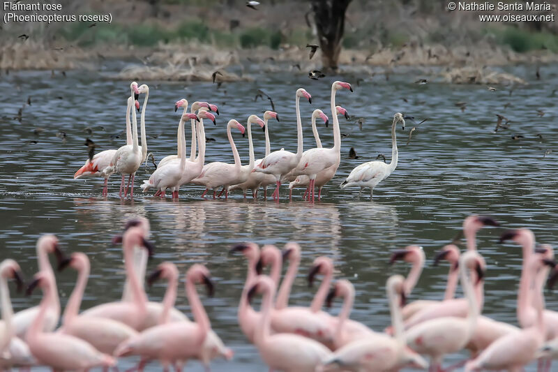 Greater Flamingoadult, habitat, walking