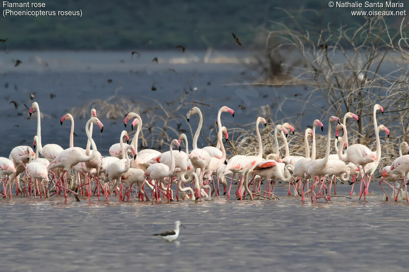 Greater Flamingo, habitat, walking, eats