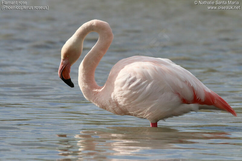 Greater Flamingoadult, identification, habitat, Behaviour