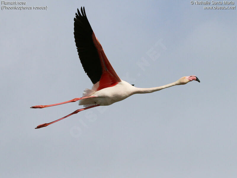 Greater Flamingoadult, Flight