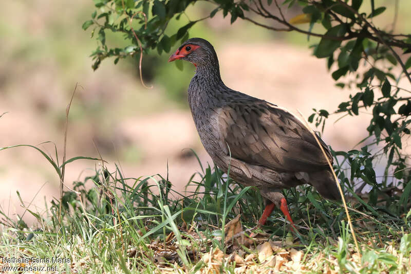 Red-necked Spurfowladult, identification, walking