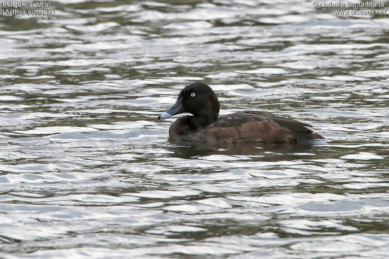 Hardhead male adult, identification, swimming