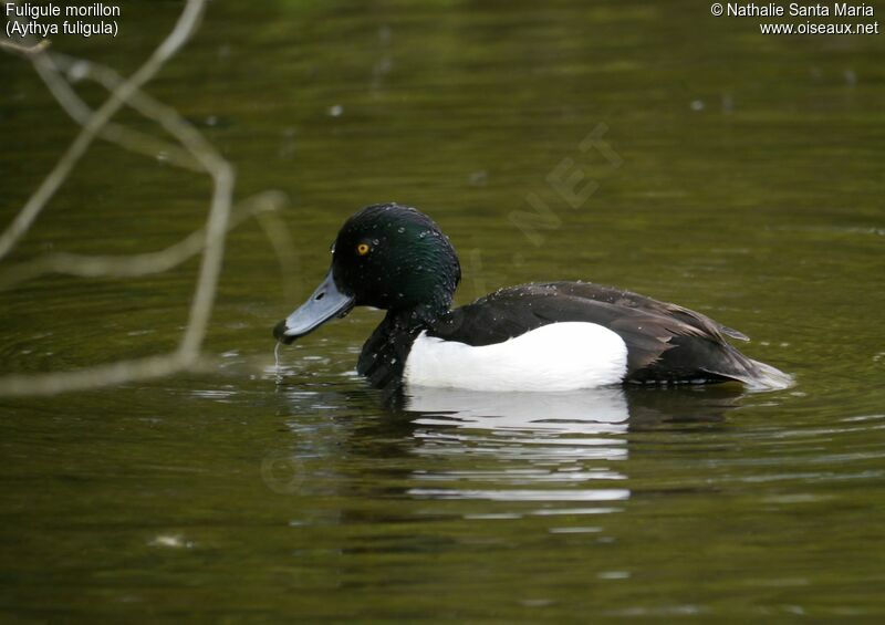 Tufted Duck male adult breeding, identification, habitat, swimming, fishing/hunting
