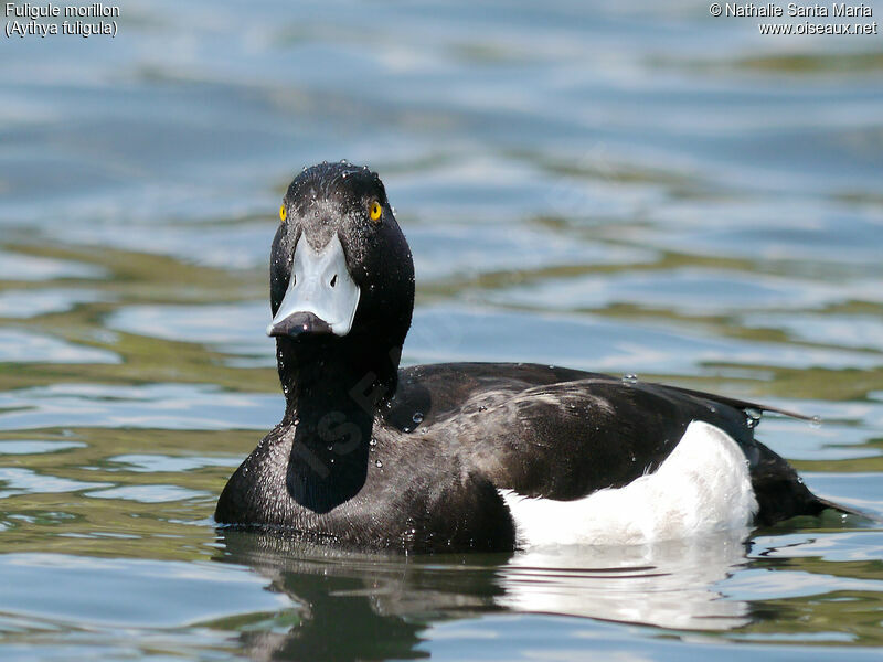 Tufted Duck male adult breeding, identification, close-up portrait, habitat, swimming