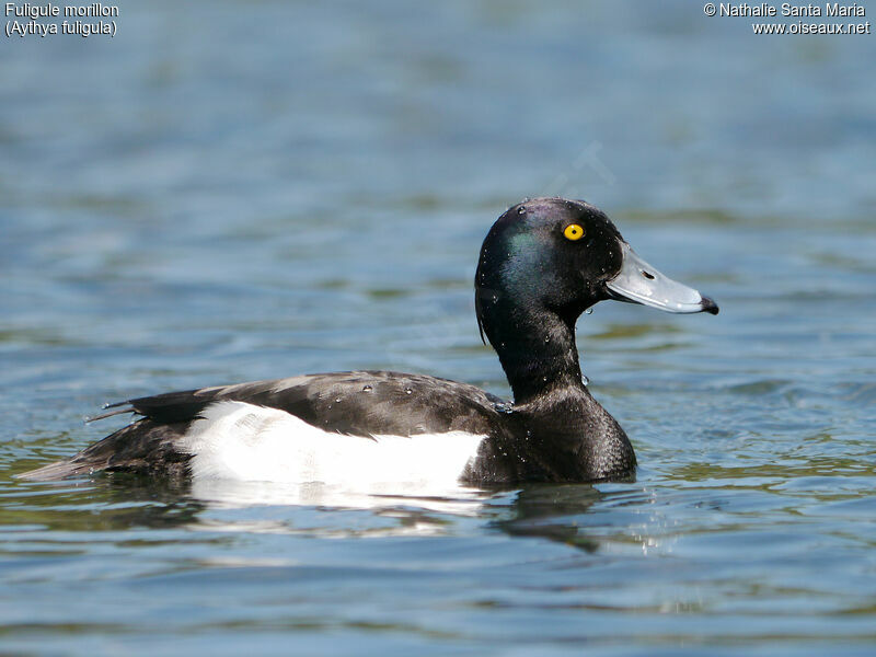 Tufted Duck male adult breeding, identification, swimming