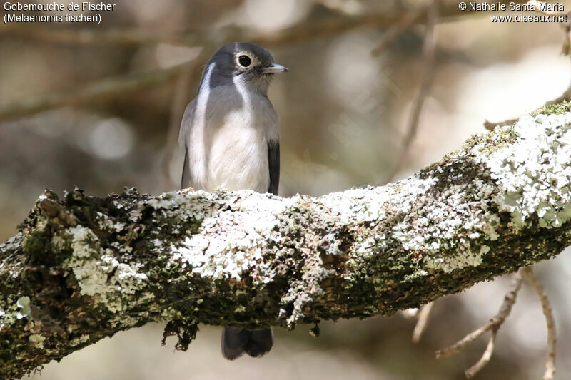 White-eyed Slaty Flycatcheradult, identification, habitat, Behaviour