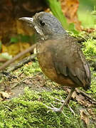 Moustached Antpitta
