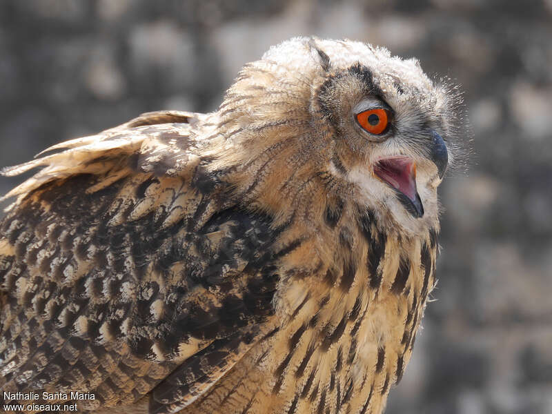 Eurasian Eagle-Owladult, song