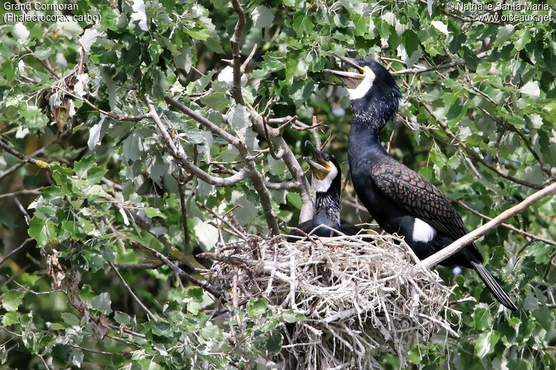 Great Cormorantadult, habitat, Reproduction-nesting