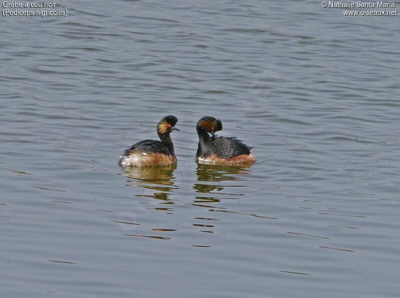 Black-necked Grebeadult breeding, swimming, courting display