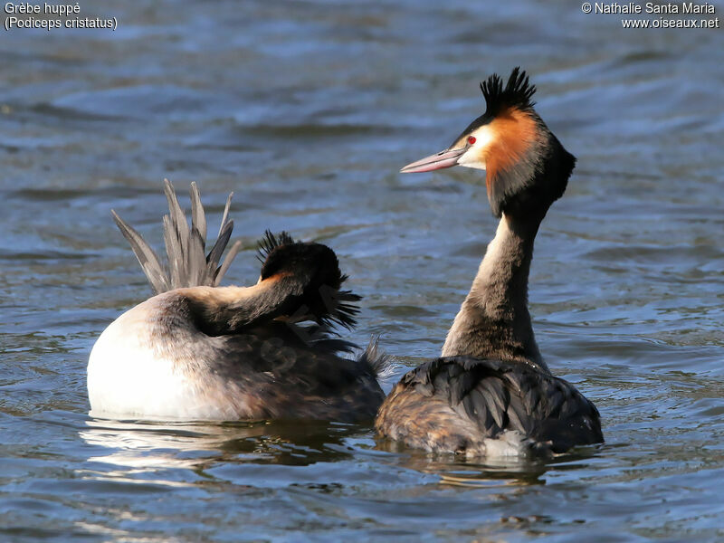Great Crested Grebeadult, habitat, swimming, courting display, Behaviour