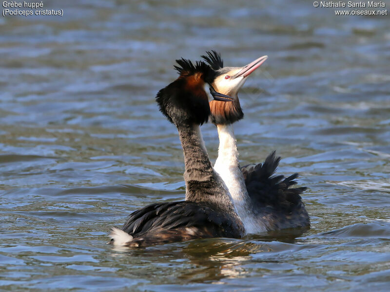 Great Crested Grebe, habitat, swimming, courting display, Behaviour