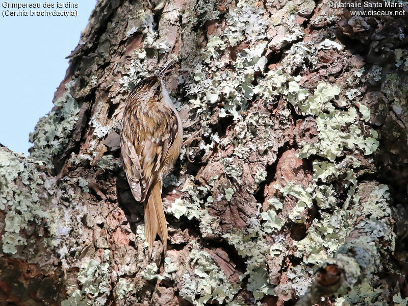 Short-toed Treecreeperadult, identification, habitat, camouflage, Behaviour