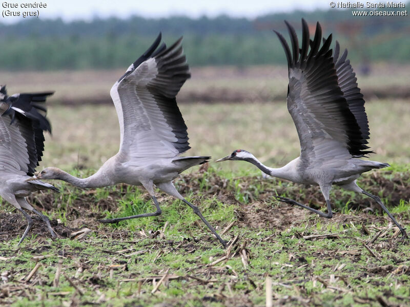 Common Crane, habitat, Flight, walking