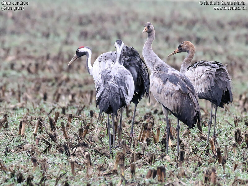 Common Crane, habitat, walking, Behaviour
