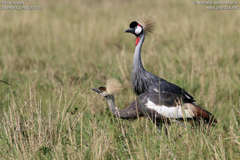 Grey Crowned Crane, identification, habitat, walking