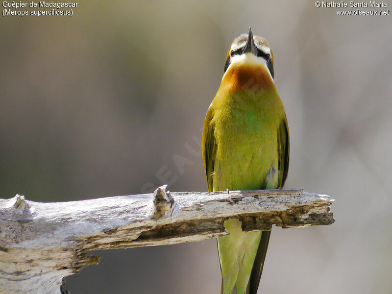 Olive Bee-eater male adult breeding, identification, habitat, fishing/hunting