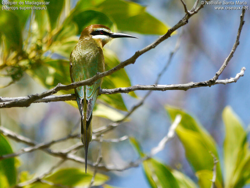 Olive Bee-eater female adult breeding, identification, habitat, Behaviour
