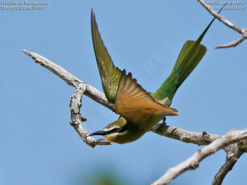Olive Bee-eater male adult breeding, identification, habitat, fishing/hunting, Behaviour