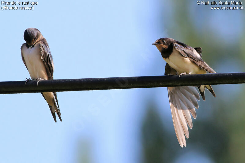 Barn Swallowjuvenile, identification, care, Behaviour