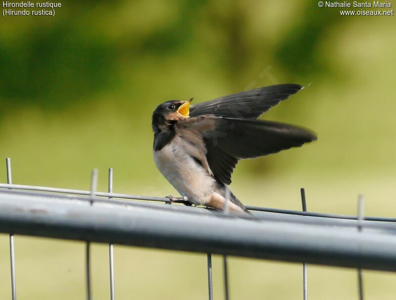Barn Swallowjuvenile, identification, Behaviour