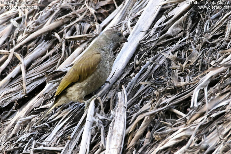Scaly-throated Honeyguide, identification