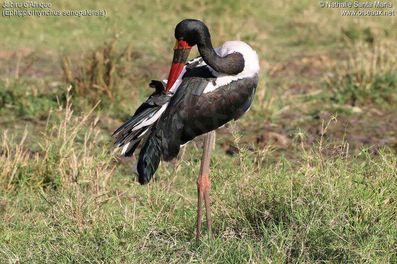 Saddle-billed Stork female adult, identification, habitat, care